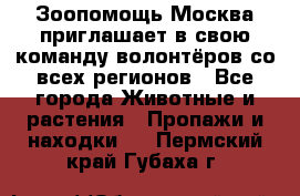 Зоопомощь.Москва приглашает в свою команду волонтёров со всех регионов - Все города Животные и растения » Пропажи и находки   . Пермский край,Губаха г.